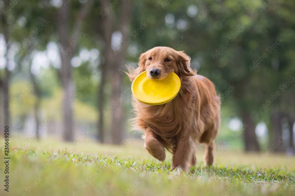 Frisbee