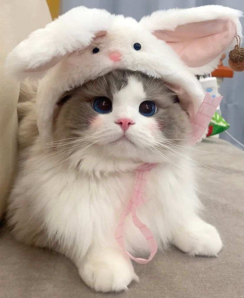 Gorro de gatos