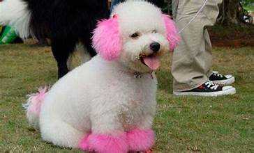 Barras de tinte para el pelo de tu mascota